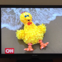 cnn news footage of big bird being washed up on shore, view from above, tv