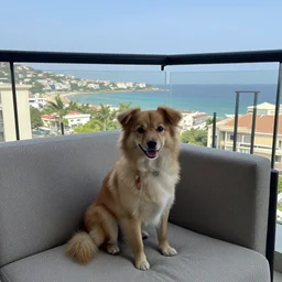 dog sitting on a sofa in a balcony with beautifil city and sea view in the background