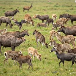 many animals in the nature, real photography
