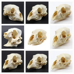 montage of style sheets, bird boneheads, macro photographs by naturalist museum, bird bone collection, bones taxidermy