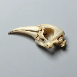 tiny bird beak curvature bones fossils analysis oxford