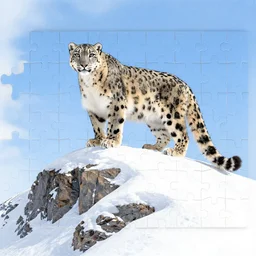 a snow leopard standing on top of a snow covered mountain, a jigsaw puzzle by peter snow, shutterstock contest winner, naturalism, sense of awe, national geographic photo, majestic, pink line of sunset