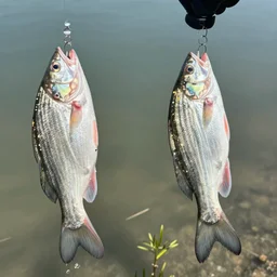 mutant fish caught by both fishermen. - h 7 0 4