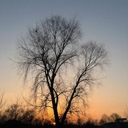 the withering dawn