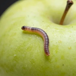 macro photography worm in apple, 1 6 mm