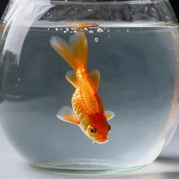 a gold fish floating upside down in his bowl realistic cinematic 3 5 mm