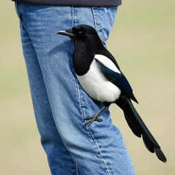 photograph of a magpie wearing jeans