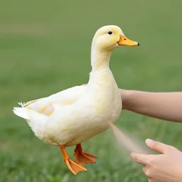 human arms attached to a duck