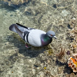 pigeon swimming in tropical reef