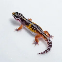 striped gecko in the snow