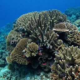 lush underwater coral compound