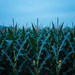 a corn farm, cyberpunk, blue color scheme