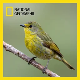 national geographic professional photo of victreebel, award winning