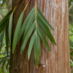 close up of a totara tree leaf and bark texture