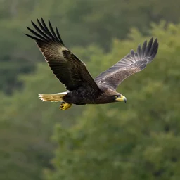 black eagle flying over a forest