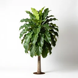giant prayer plant, studio photography, full body, isolated on a pure white background, centered, entire subject in frame, sharp focus, soft studio lighting