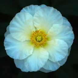 everglowing evergroing flower
