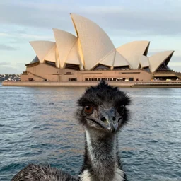 selfie of an emu, a burning sydney opera house in the background