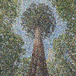 the tallest tree in NY