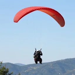 a bear paragliding, photo, 8 k resolution