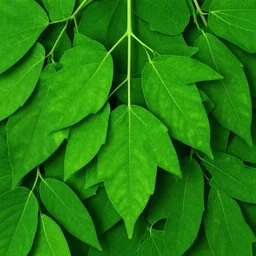 moringa leaves, moringa oleifera, leaves, green, high contrast, natural, organic, digital art, trending on artstation