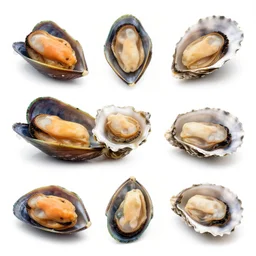 infusion collage figurative displacement mussels oysters subliphotoshop