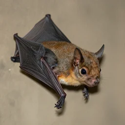 squirrel bat hybrid
