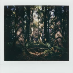 polaroid of driads hidding behin the trees in the forest. creepy atmosphere, liminal space.