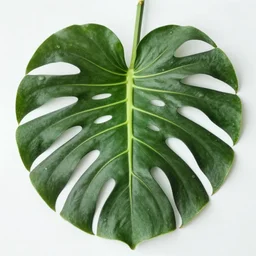 monstera leaf. f 1 1. award - winning photo.