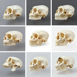 montage of style sheets, 🐦 of bones, macro photographs by naturalist museum