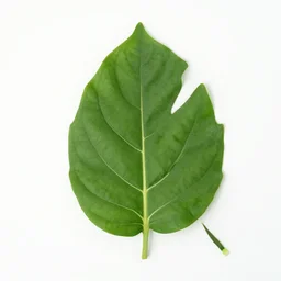leaf stylist