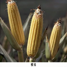 trail cam footage of ominous floating corn cobs
