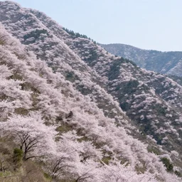 steep mountain scenery, cherry blossom, photorealism