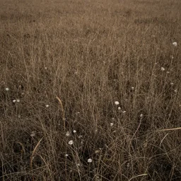 A field of dead plants