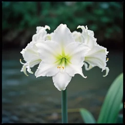 cahaba river alabama, hymenocallis coronaria, kodak portra 4 0 0,