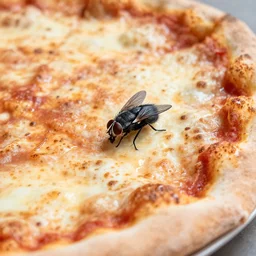 a close up shot of a new york style pizza with a big black fly laying on top, extremely realistic, very crisp details, photo realistic, trending on instagram, soft colors