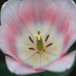 tulip botanical, shot with hasselblad, photography, photorealism, ultrasharp details, ultradetailed, intricate, soft diffuse lights, by dorothea lange and horst p horst, aesthetic film grain, pastels colours