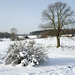 a winter landscape with shrubs and trees on a clear day, in high renaissance style