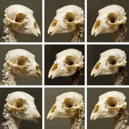 montage of style sheets, bird boneheads, macro photographs by naturalist museum, bird collection, taxidermy