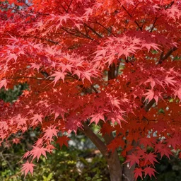 Japanese maple, stunning digital masterpiece, anime, 4KHD
