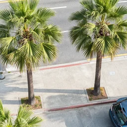 aerial photo of sidewalk with palm trees, by shunji dodo, 8 k resolution, photo, high quality