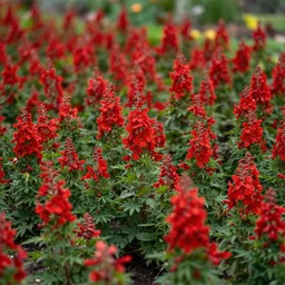 redless flower garden