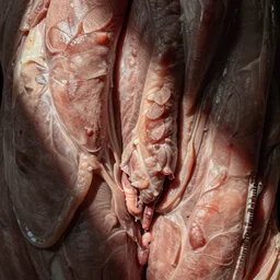 hd realistic wall of flesh