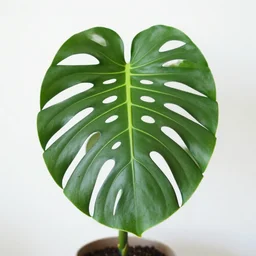 monstera deliciosa