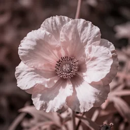 a flower in infrared