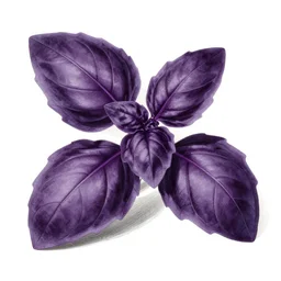 purple osmin basil leaf botanical illustration by maria sibylla merian