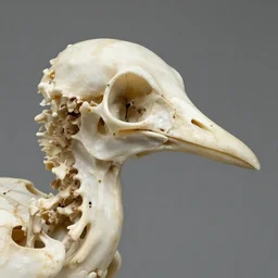 bird heads made of bone structures, with diapsid with a pre - lachrymal fossa, a single occipital condyl, macro photograph by naturalist museum
