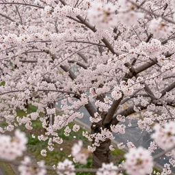 hyperrealist highly intricate neo-baroque cherry blossoms soft daylight 8k high angle shallow depth of field