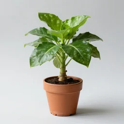 extraterrestrial potted plant