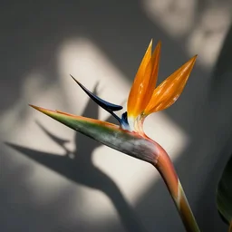 a bird of paradise